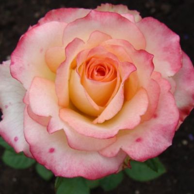 Роза Дуэт в горшке - Dolina-Sad.Ru