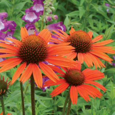 Эхинацея пурпурная Блейз Оранж Сансет Эхинацея пурпурная Блейз Оранж Сансет фото