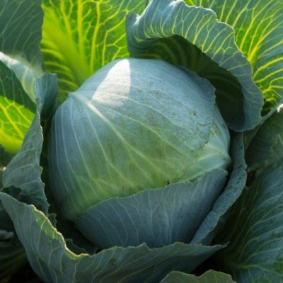 Капуста Белокочанная Коля F1 (Seminis/Голландия) Капуста Белокочанная Коля F1 (Seminis/Голландия) фото