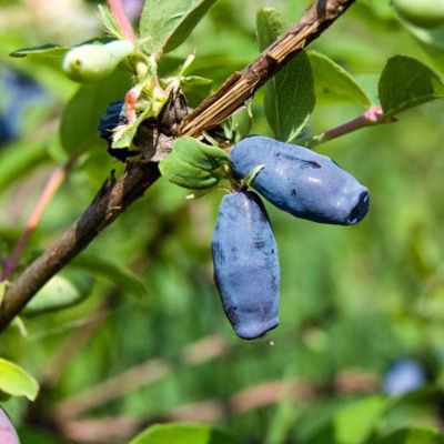 Жимолость Бакчарский Великан Жимолость Бакчарский Великан фото