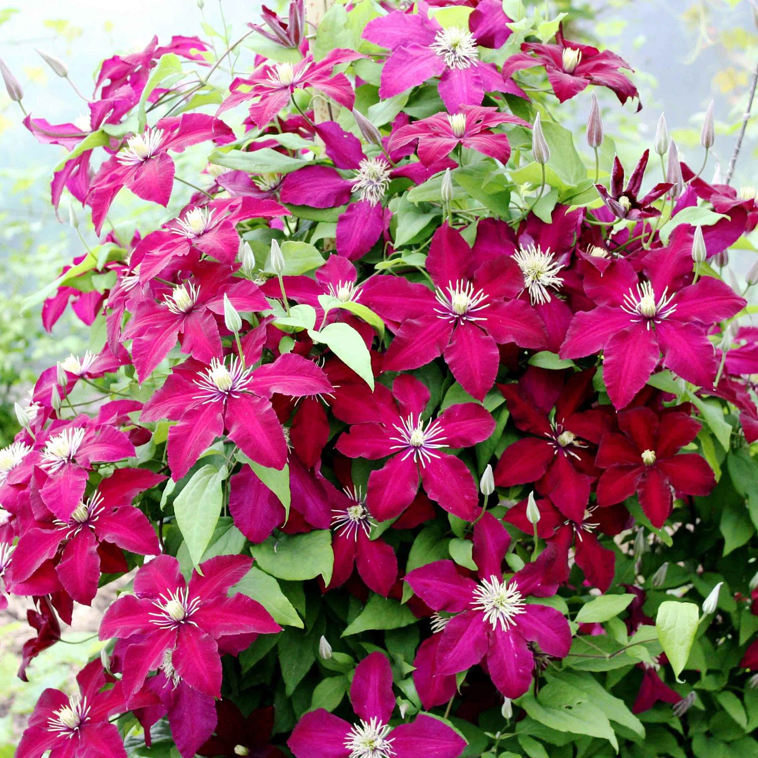 Клематис Ниобе Клематис Ниобе фото