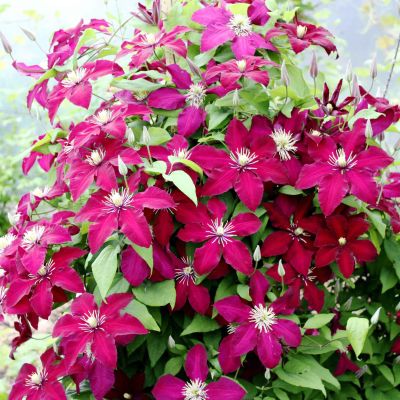 Клематис Ниобе Клематис Ниобе фото