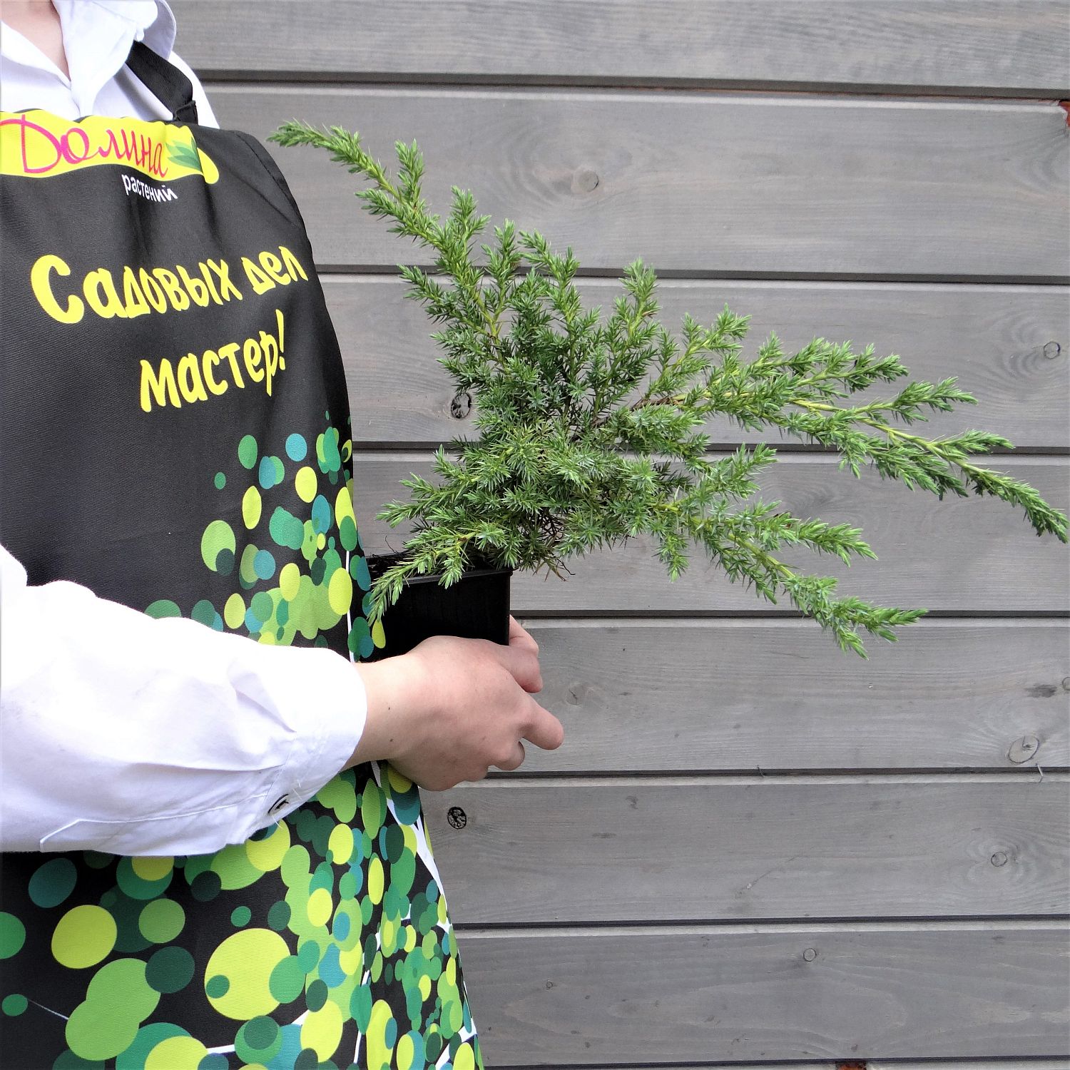 Можжевельник чешуйчатый Хуннеторп, С3 - Dolina-Sad.Ru