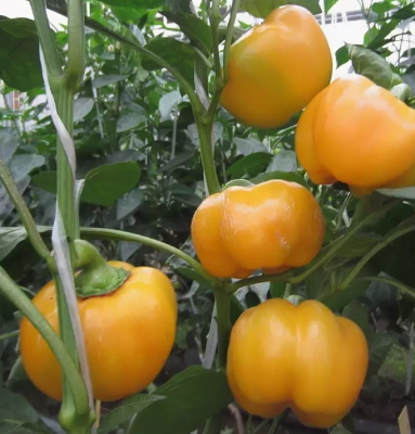 Перец Золотой Дождь Перец Золотой Дождь фото