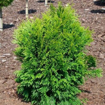 Туя западная Тип Топ Туя западная Тип Топ - Dolina-Sad.Ru