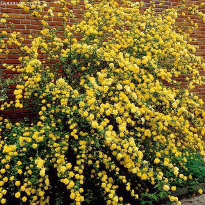 Керрия японская Ауреоваригата Керрия японская Ауреоваригата фото