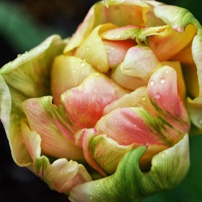 Тюльпан Дабл Вир Тюльпан Дабл Вир фото