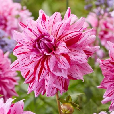 Георгина Принц Карнавал Георгина Принц Карнавал - Dolina-Sad.Ru