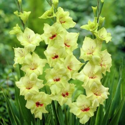 Гладиолус Максиал Гладиолус Максиал - Dolina-Sad.Ru