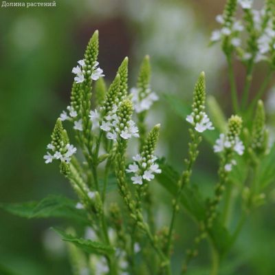 Вербена копьевидная Вайт Спайрс Вербена копьевидная Вайт Спайрс - Dolina-Sad.Ru