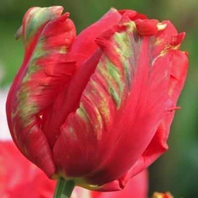 Тюльпан Холланд Хэппенинг Тюльпан Холланд Хэппенинг - Dolina-Sad.Ru