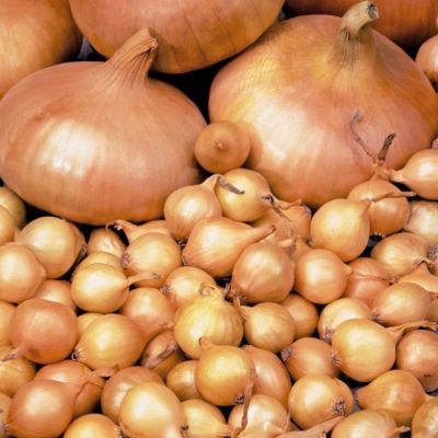 Лук-севок Штуттгартер ризен (10-21мм) фото