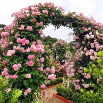 Роза Нахема Роза Нахема - Dolina-Sad.Ru