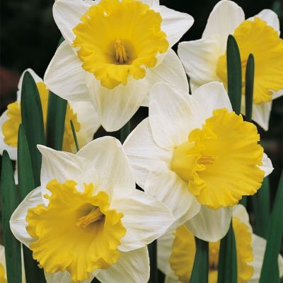 Нарцисс Гоблет Нарцисс Гоблет - Dolina-Sad.Ru