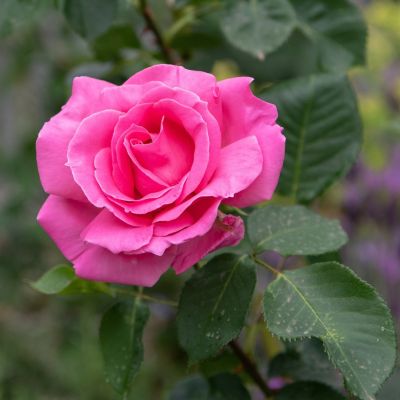 Роза Равель - Dolina-Sad.Ru