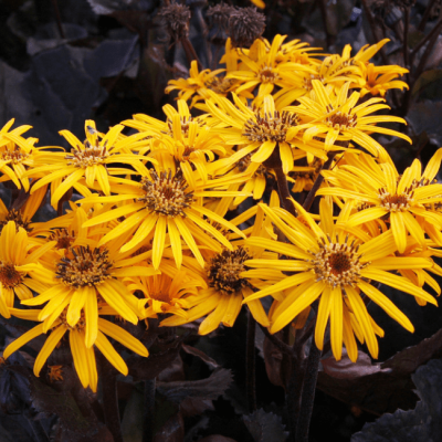 Бузульник Осирис Кафе Ноир , С1,5 Бузульник Осирис Кафе Ноир , С1,5 фото