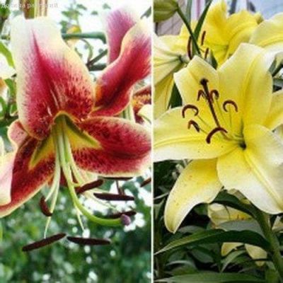 Лилия Шахерезада + Биг Бразер Лилия Шахерезада + Биг Бразер фото