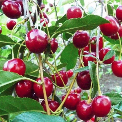 Вишня Гномик Вишня Гномик - Dolina-Sad.Ru