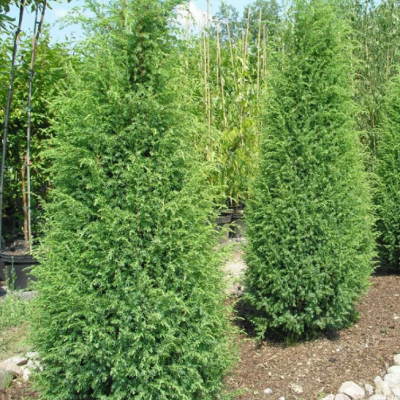 Можжевельник обыкновенный Суецика, С3 Можжевельник обыкновенный Суецика, С3 - Dolina-Sad.Ru