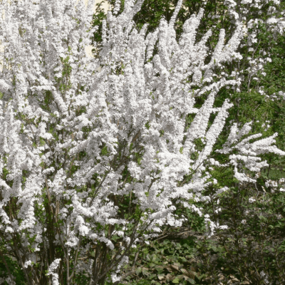 Спирея Тунберга "Фуджино Пинк" Спирея Тунберга "Фуджино Пинк" фото