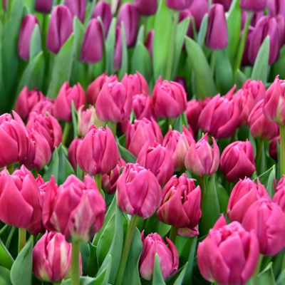 Тюльпан Дубль Принцесс Тюльпан Дубль Принцесс - Dolina-Sad.Ru