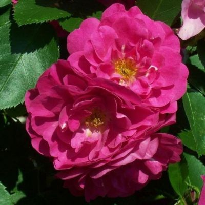 Роза Джон Кэбот Роза Джон Кэбот - Dolina-Sad.Ru