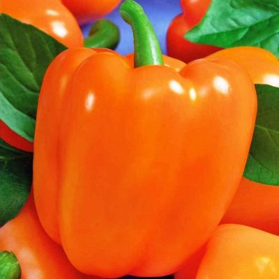 Перец Оранжевое чудо фото