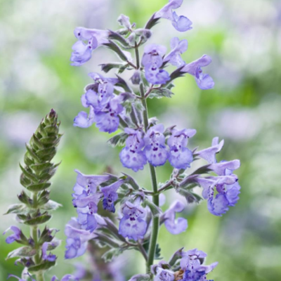 Котовник кистевидный Котовник кистевидный фото