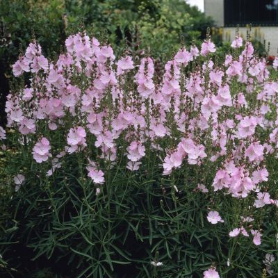 Сидальцея мальвоцветковая Элси Хью - Dolina-Sad.Ru