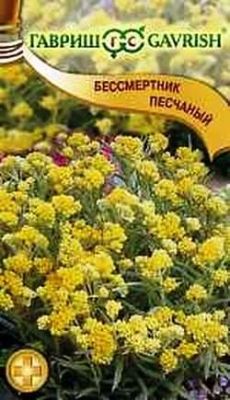 Бессмертник песчаный фото