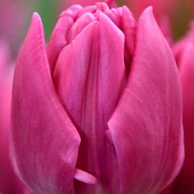 Тюльпан Дубль Принцесс Тюльпан Дубль Принцесс - Dolina-Sad.Ru