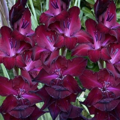 Гладиолус Шака Зулу Гладиолус Шака Зулу - Dolina-Sad.Ru