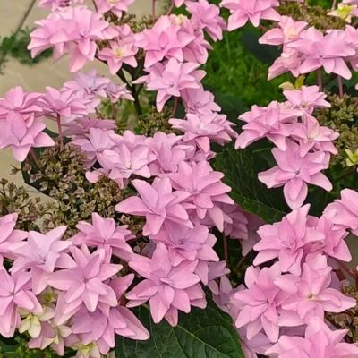 Гортензия крупнолистная Флориа Гортензия крупнолистная Флориа - Dolina-Sad.Ru