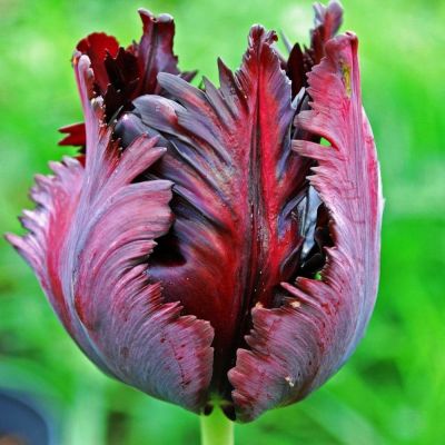 Тюльпан Блэк Пэррот Тюльпан Блэк Пэррот фото