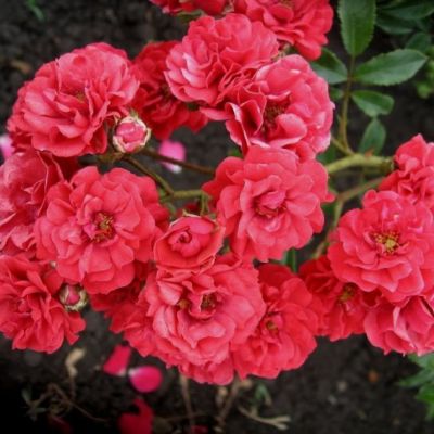 Роза Скарлет Меландекор Роза Скарлет Меландекор - Dolina-Sad.Ru