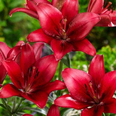 Лилия Ред Каунти Лилия Ред Каунти фото