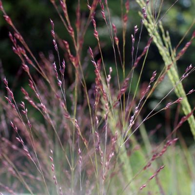 Просо прутьевидное Пурпл Бриз Просо прутьевидное Пурпл Бриз - Dolina-Sad.Ru