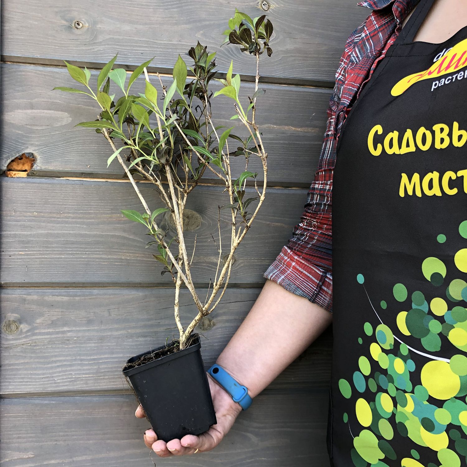 Вейгела цветущая "Виктория" фото