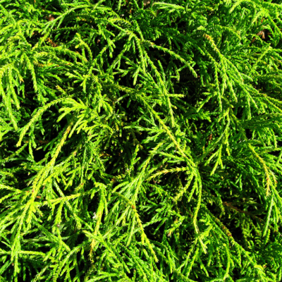 Кипарисовик горохоплодный Филифера Грацилис Кипарисовик горохоплодный Филифера Грацилис фото