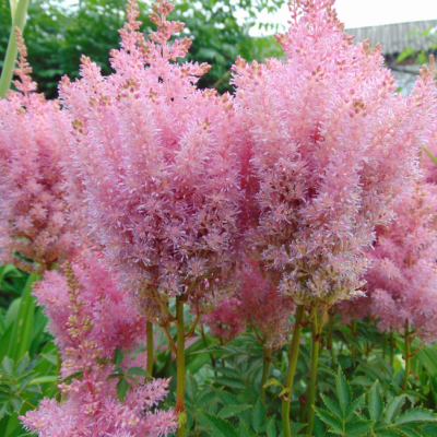 Астильба арендса Лолита Астильба арендса Лолита фото