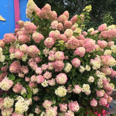 Гортензия метельчатая Литл Блоссом, С2 Гортензия метельчатая Литл Блоссом, С2 - Dolina-Sad.Ru