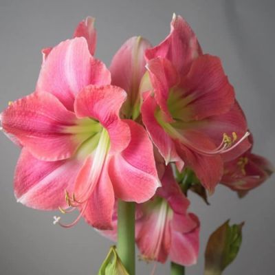 Амариллис Розали Амариллис Розали - Dolina-Sad.Ru