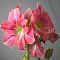 Амариллис Розали Амариллис Розали - Dolina-Sad.Ru
