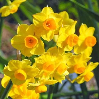 Нарцисс Гранд Солейль д'Ор Нарцисс Гранд Солейль д'Ор фото