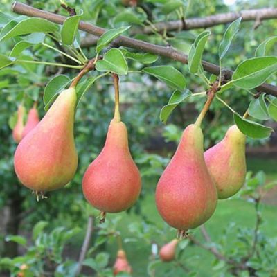 Груша Июньская Красавица Груша Июньская Красавица - Dolina-Sad.Ru