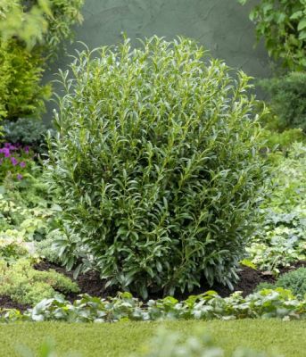 Лавровишня гибридная София Лавровишня гибридная София фото