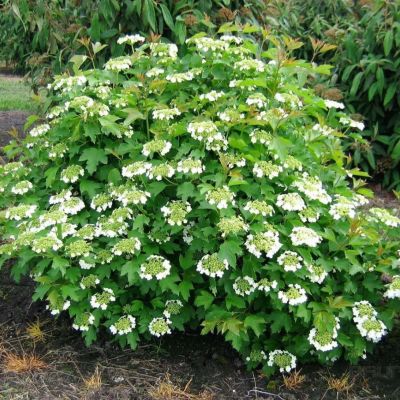 Калина обыкновенная Компактум Калина обыкновенная Компактум - Dolina-Sad.Ru