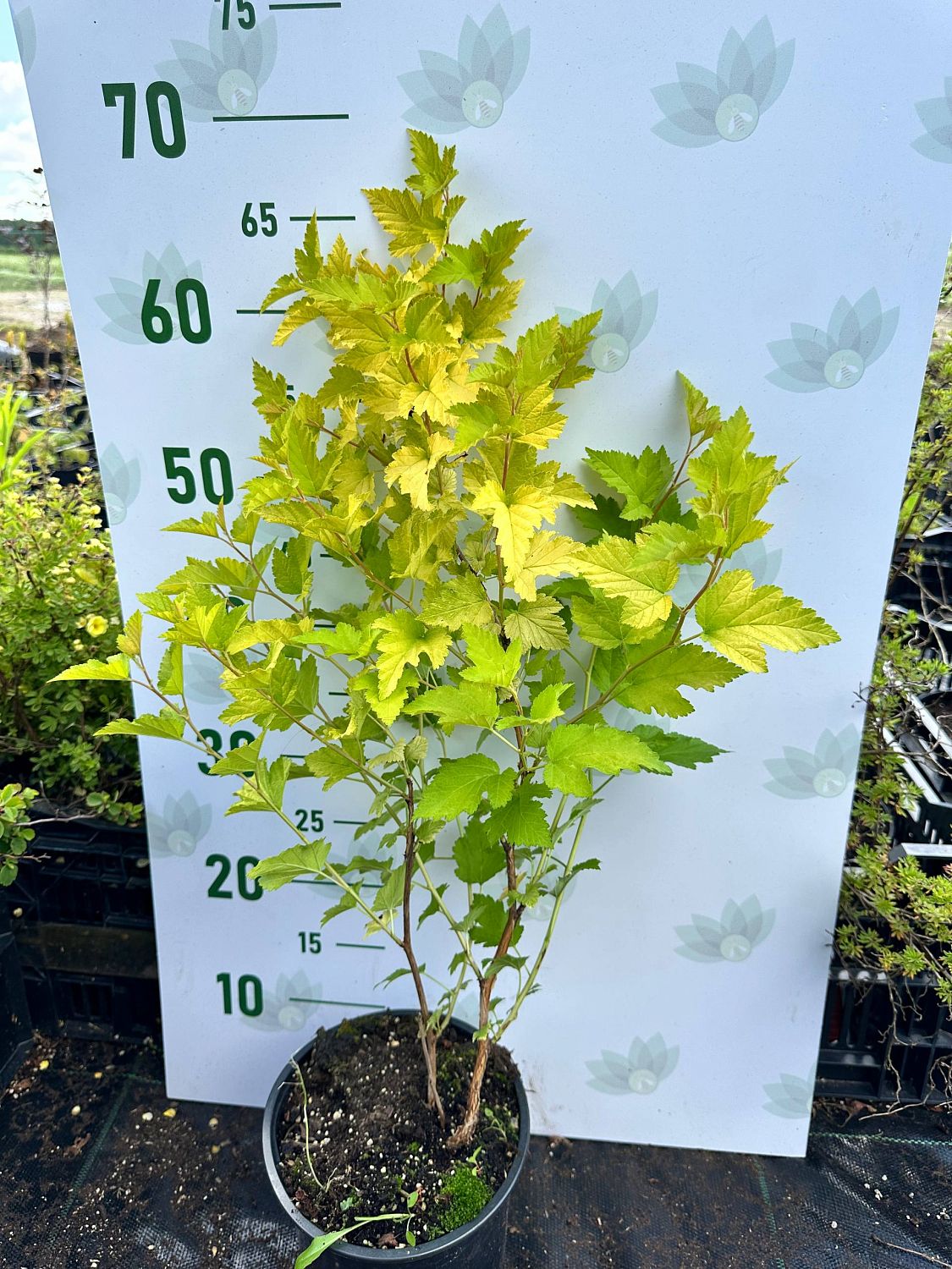 Пузыреплодник Наггет, С2 Пузыреплодник Наггет, С2 - Dolina-Sad.Ru