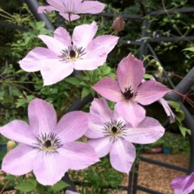 Клематис Фэйридаст Клематис Фэйридаст - Dolina-Sad.Ru