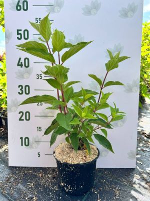 Гортензия метельчатая Мэджикал Кэндл, С1,5 Гортензия метельчатая Мэджикал Кэндл, С1,5 - Dolina-Sad.Ru